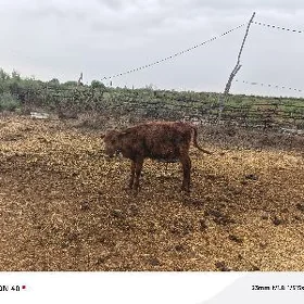 унажын
