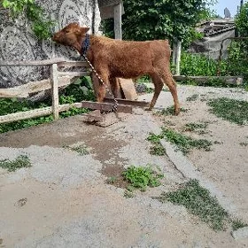 Öküz