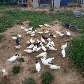 kepderi