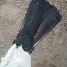 urkacy guş