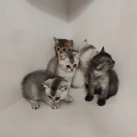 котята шиншилла