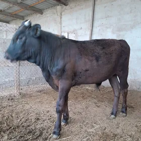 öküz