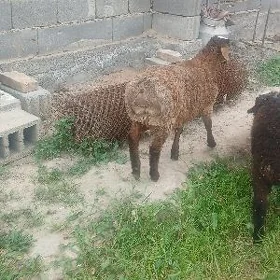 gisari bere togul