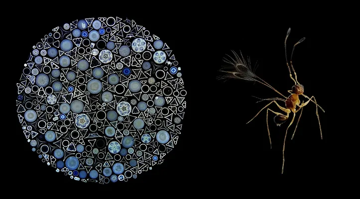 "Neýron älemi" Evidence Scientific žurnalynyň Image of the Year bäsleşiginiň baş baýragyna mynasyp boldy