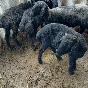 Garaköl işşek