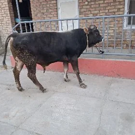 şwes okuz