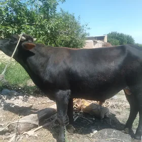 ÖKUZ baklyk