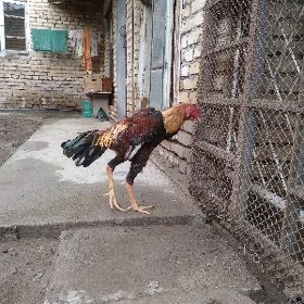байес джудже