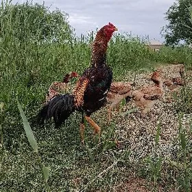 Taşkent