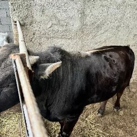 öküz