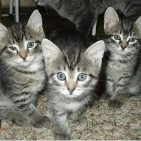 котята