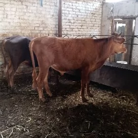 2 sany okuz
