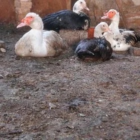 Indautga Ördek