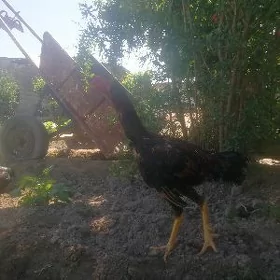 Horaz
