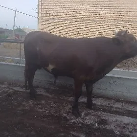 окуз