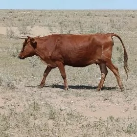 Sygyr