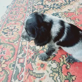 Arassa rus spaniel