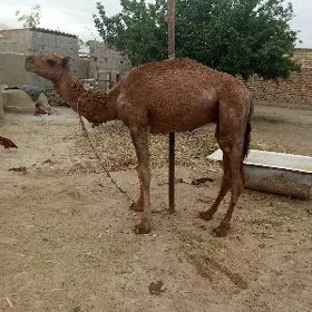 ogşuk