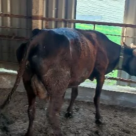 Öý haýwanlary