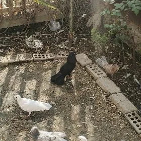 kepderi