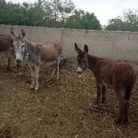 6 sani eşek