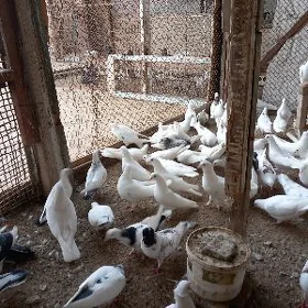 kepderi