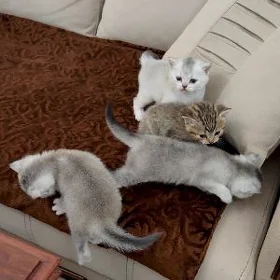 КОТЯТА ШИНШИЛЛА