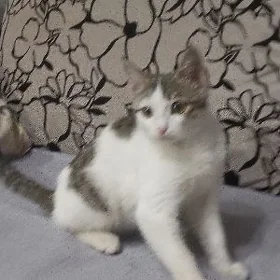 котёнок