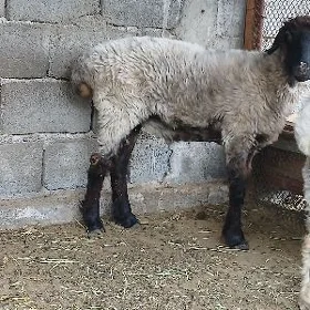 biçilen işşek