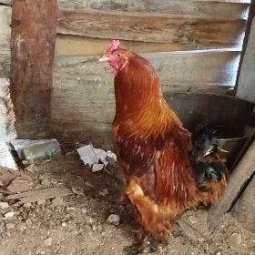 Brama horaz