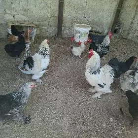 brama we gigant ýumurga