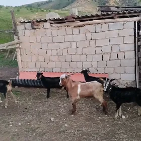 dog erkec