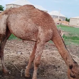 Erkek düýe 3 yaş