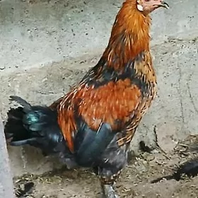 Horaz 6 aýlyk