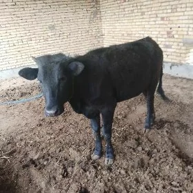GYSYR UNAJYN