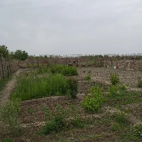 Zaton Daça