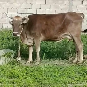 Sygyr