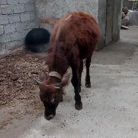 öküz