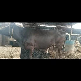 bakylan