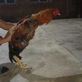 baysow horaz