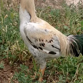 Taşkent Horaz.