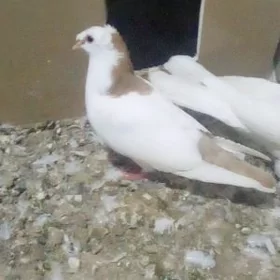 kepderi
