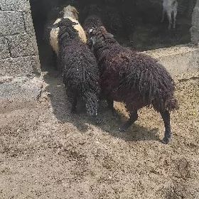 gara kõl işşekler