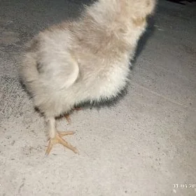 buruller jeje