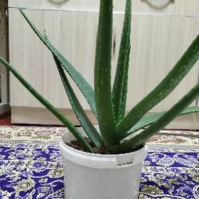 aloýe gül