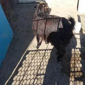 Geçi