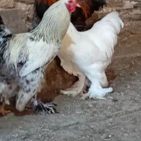 Brama horazlar