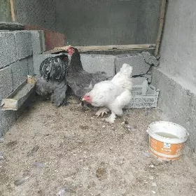brahma
