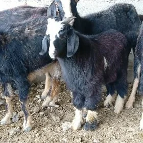 Cebiş cikan owlaklar