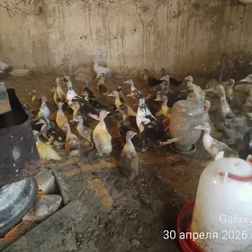INDAUTGA JUJELER